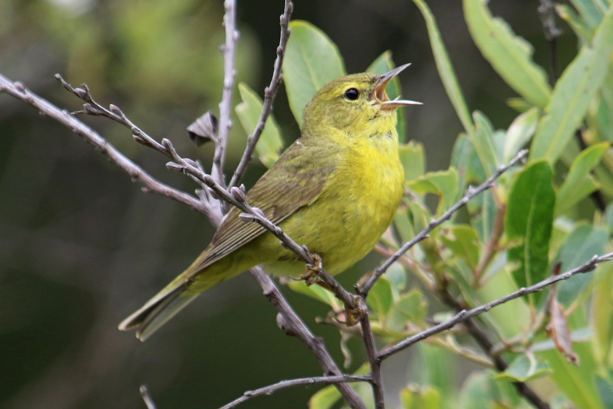 Orange-crowned Warbler (lutescens) - ML338269831