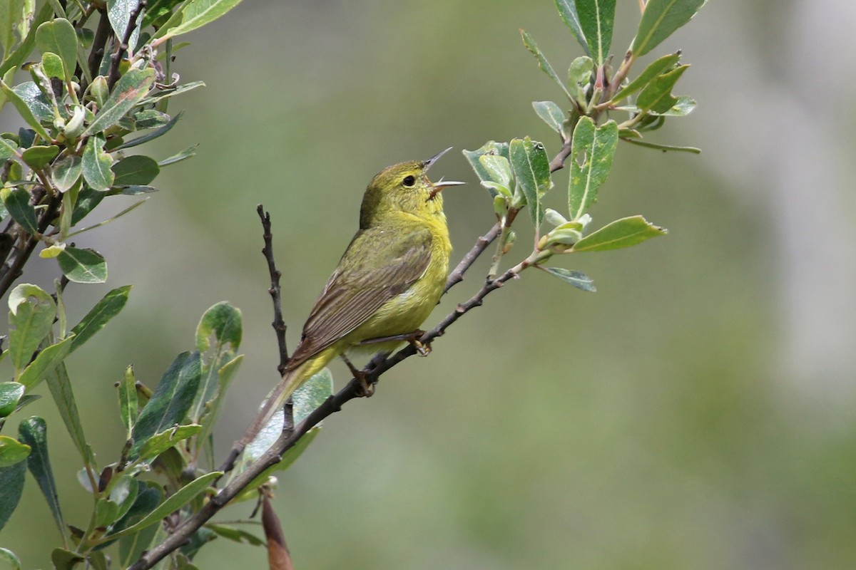 Orange-crowned Warbler (lutescens) - Jamie Chavez