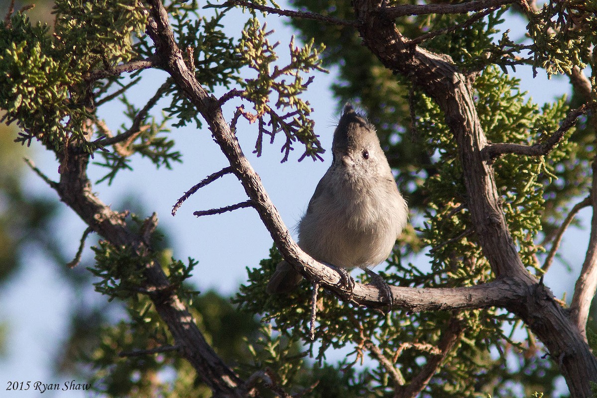 Juniper Titmouse - ML33826991