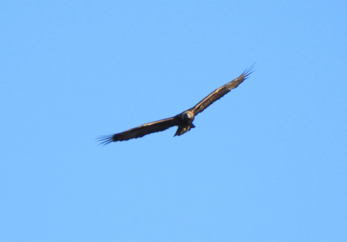 Golden Eagle - ML338270561