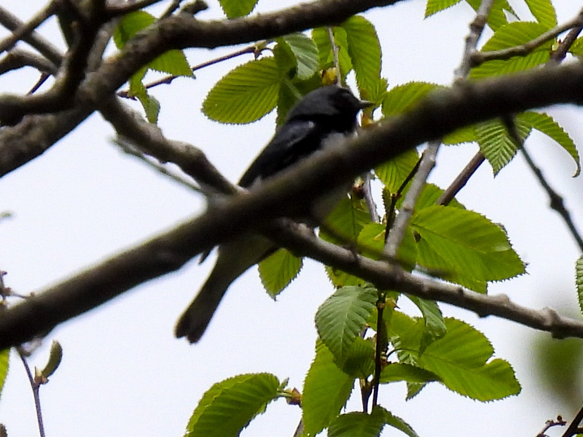 Black-throated Blue Warbler - ML338271181