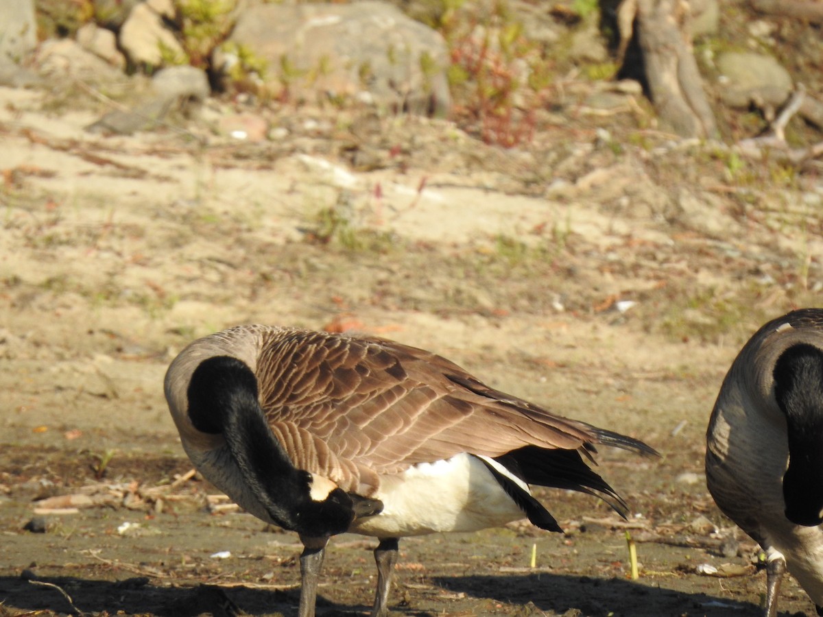 Canada Goose - ML338271661