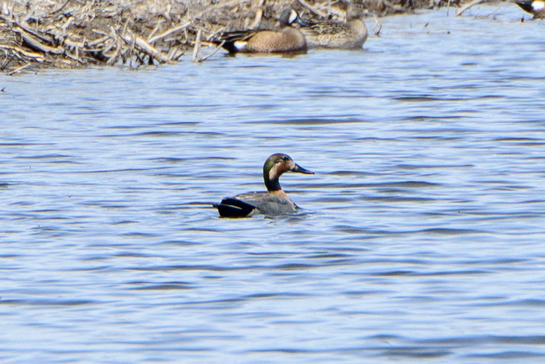 Gadwall x Mallard (hybrid) - ML338271821