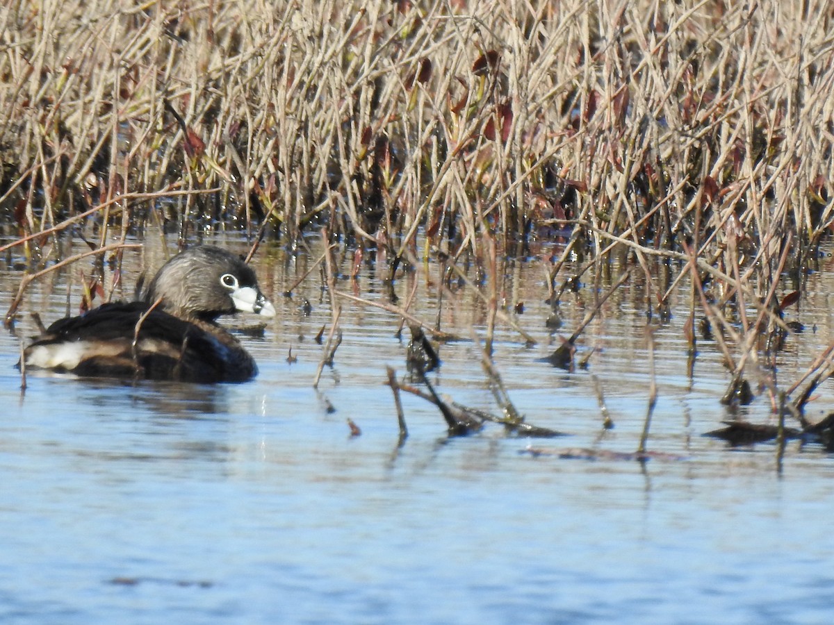 Pied-billed Grebe - ML338272321