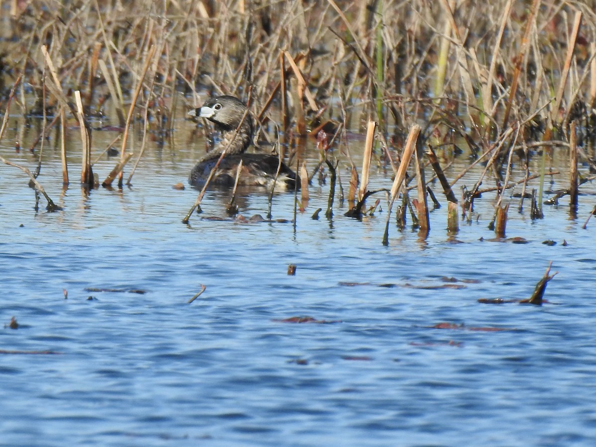 Pied-billed Grebe - ML338272341