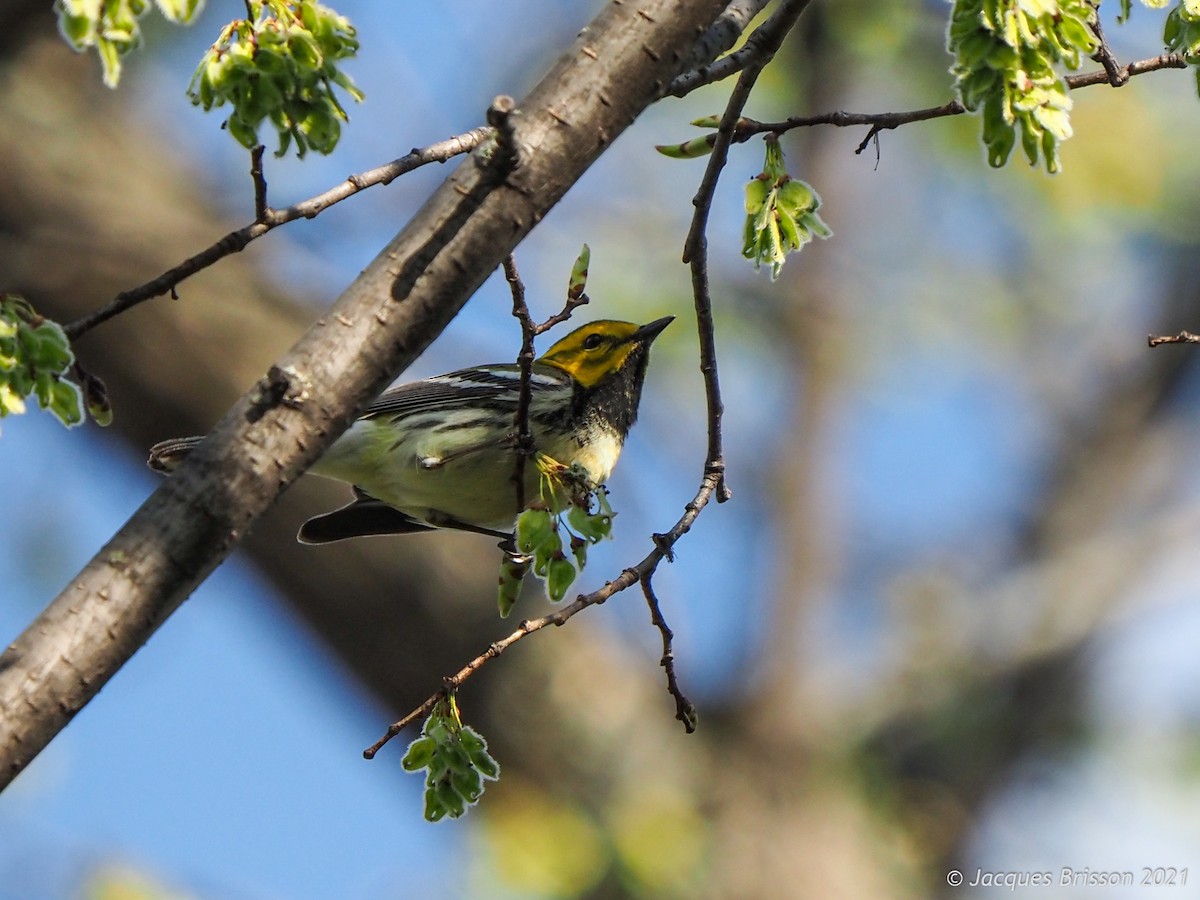 Black-throated Green Warbler - Jacques Brisson