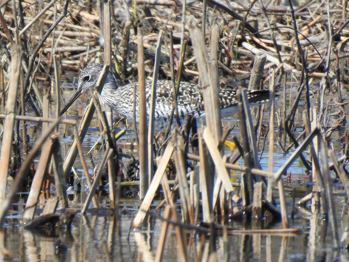 Greater Yellowlegs - ML338273221