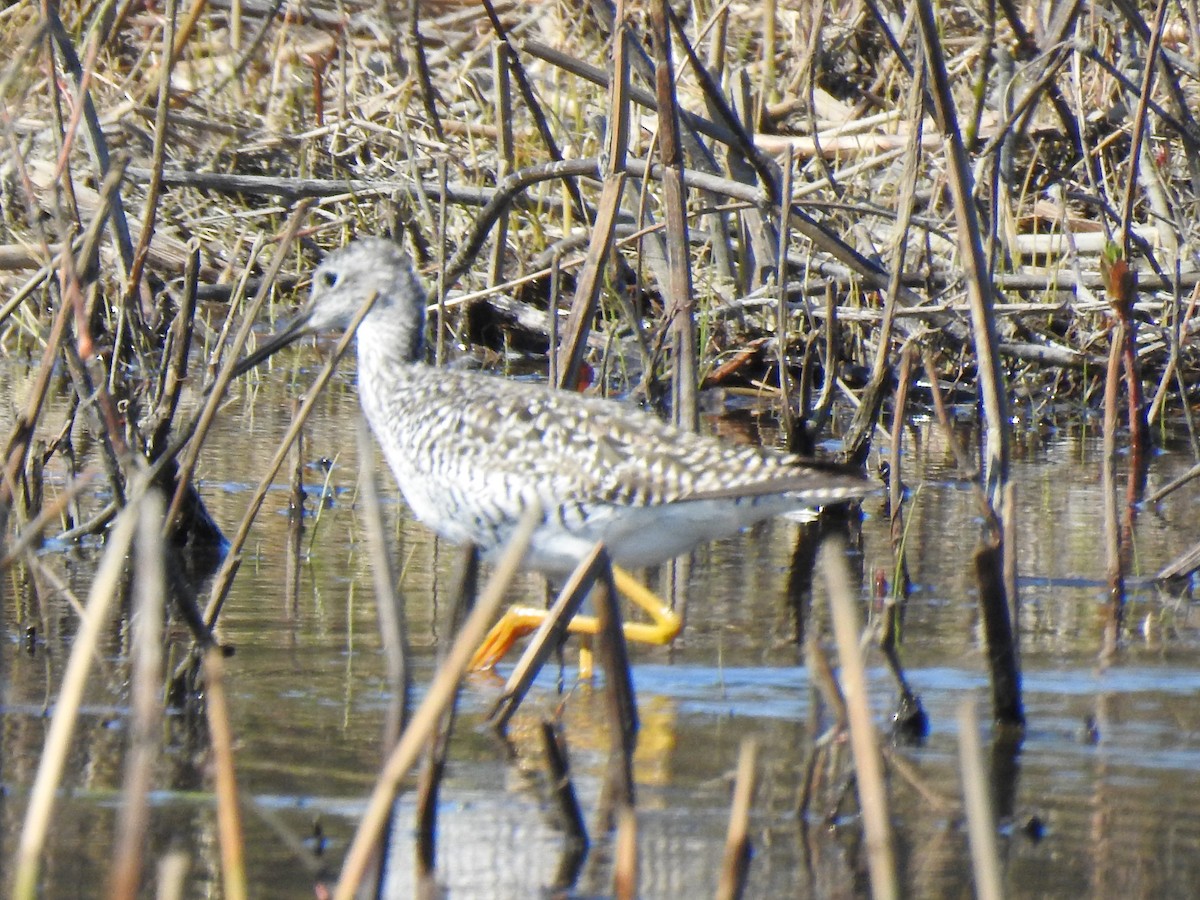 Greater Yellowlegs - ML338273231