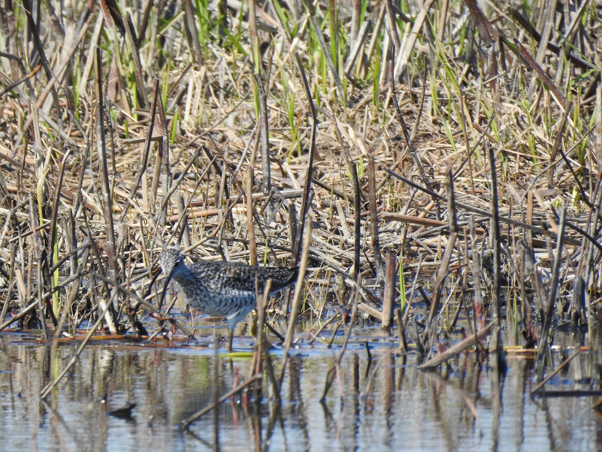 Greater Yellowlegs - ML338273241