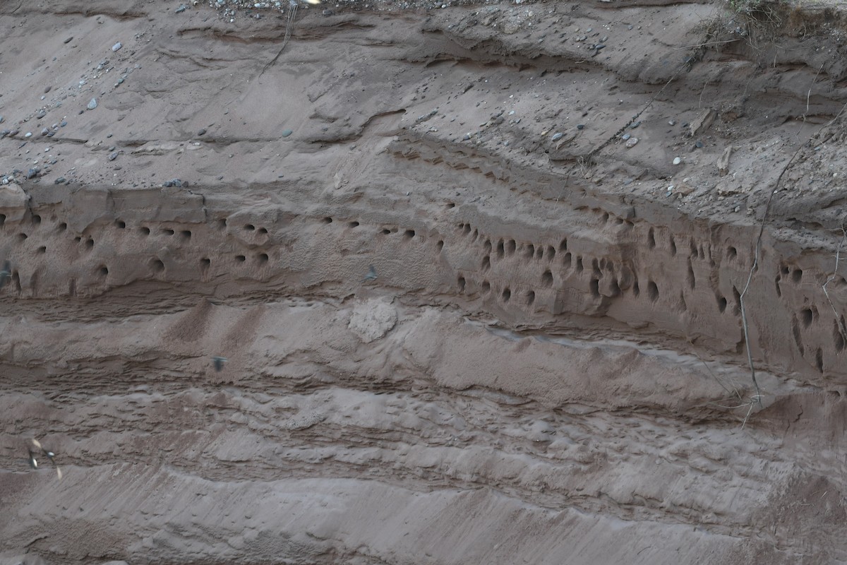 sandsvale - ML338273281
