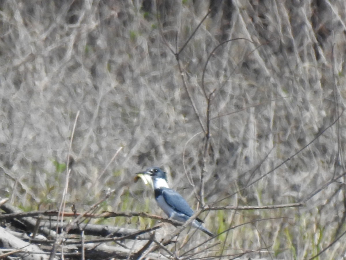 Belted Kingfisher - ML338274651