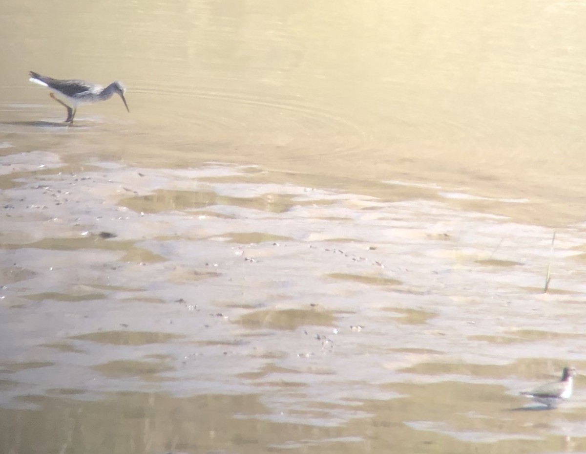 Greater Yellowlegs - ML338275201