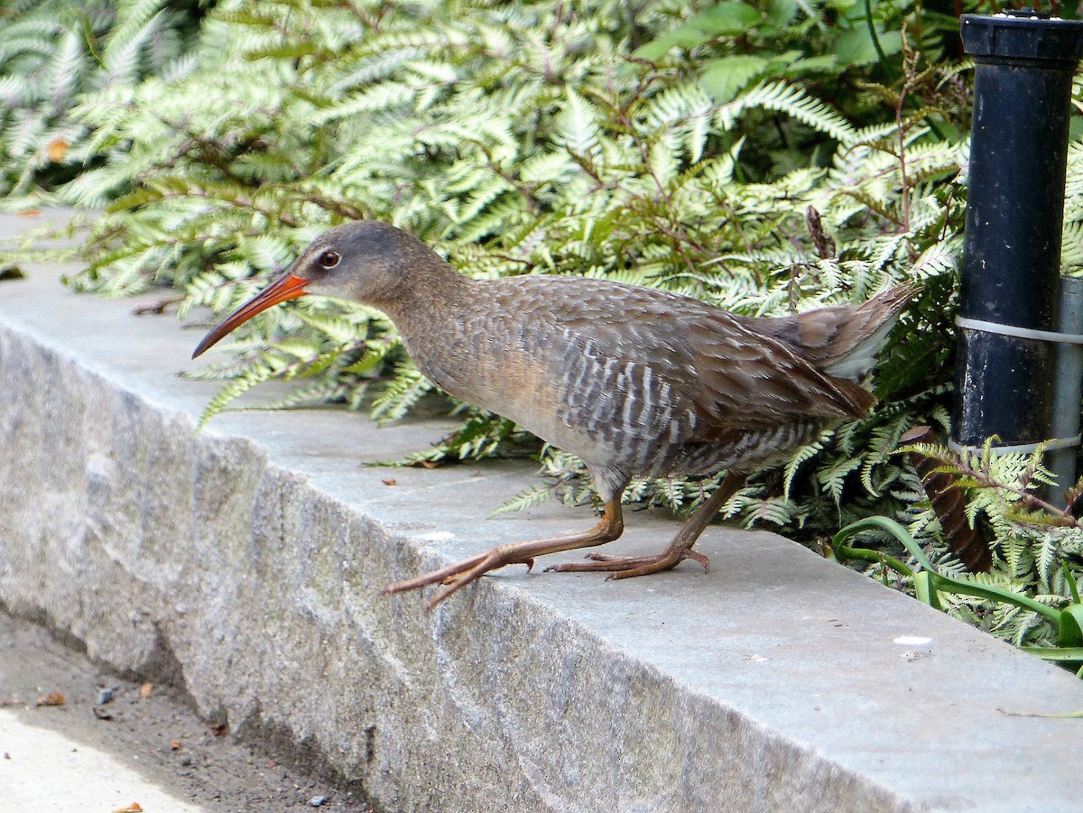 Clapper Rail - ML338275521