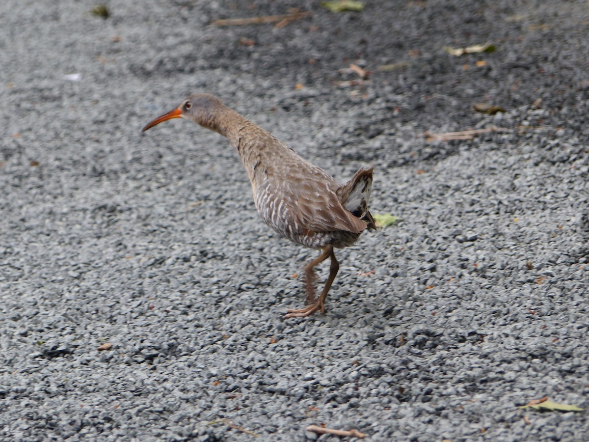 Clapper Rail - Asher Perkins