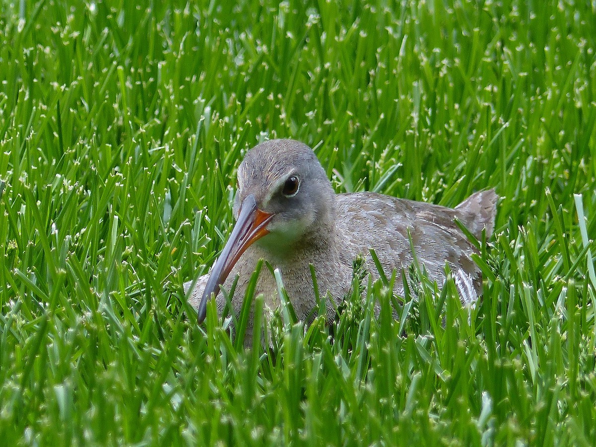 Clapper Rail - Asher Perkins