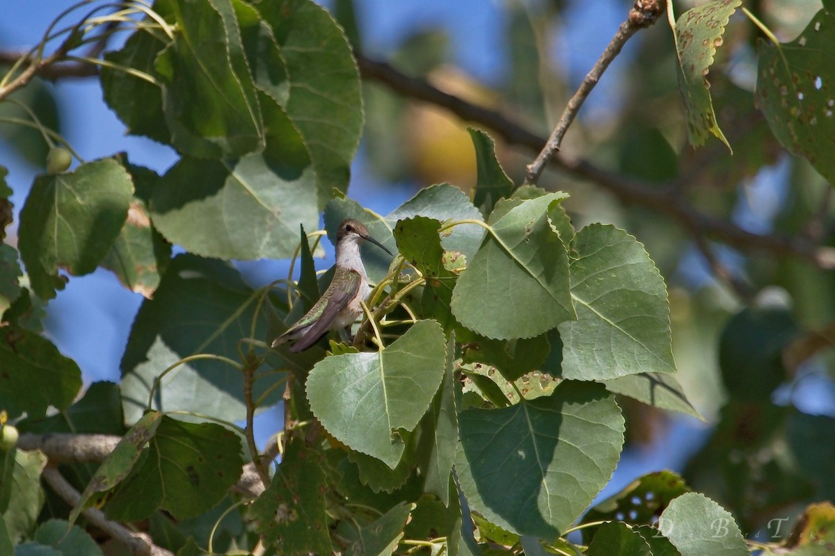 Black-chinned Hummingbird - DigiBirdTrek CA