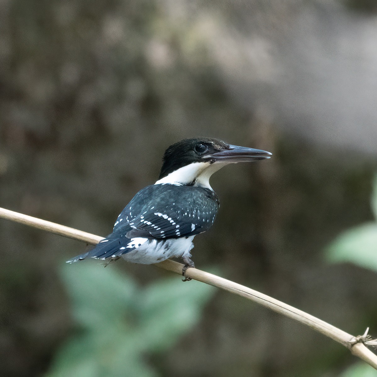 Green Kingfisher - ML338277231