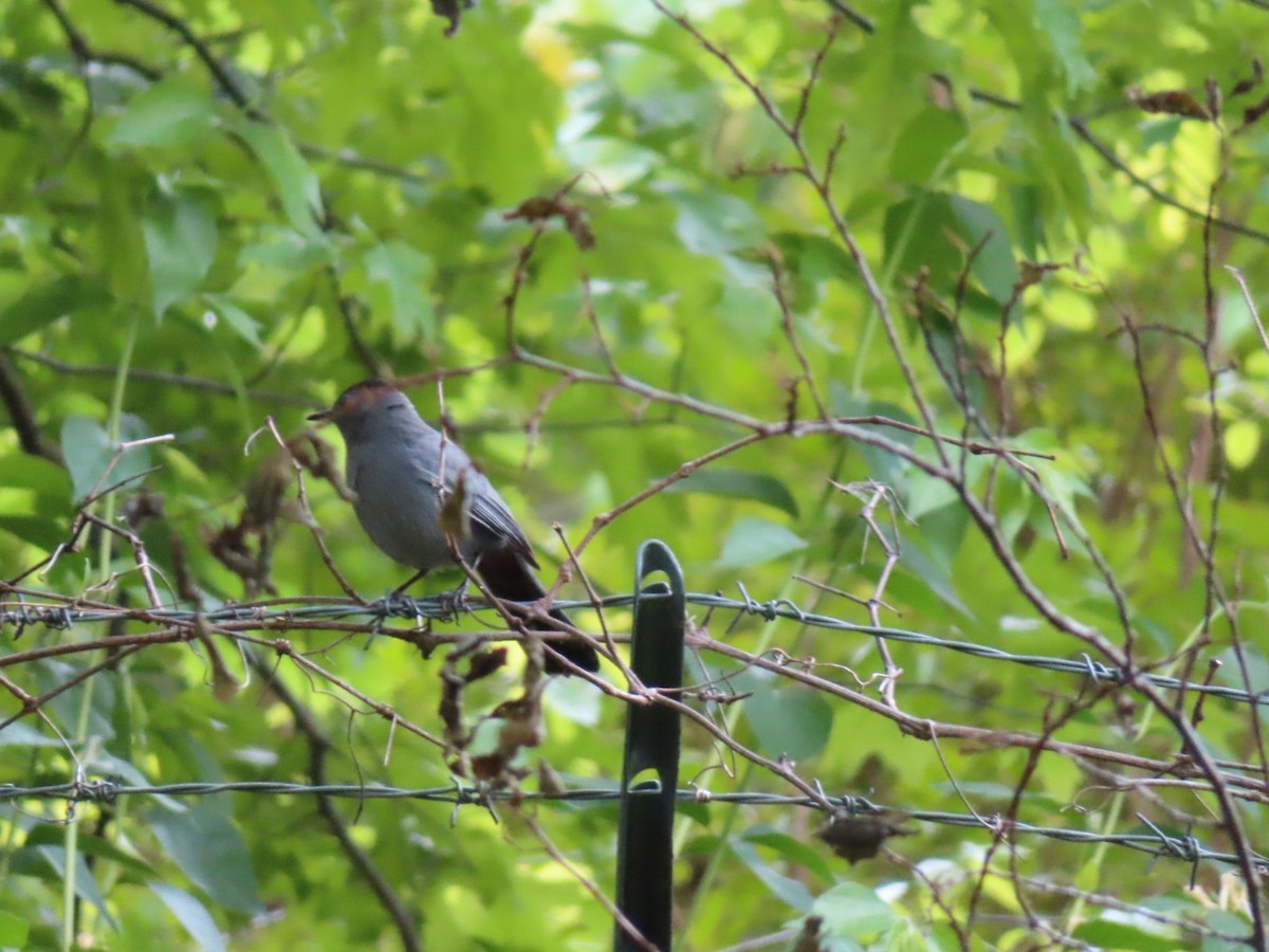 Gray Catbird - ML338277341