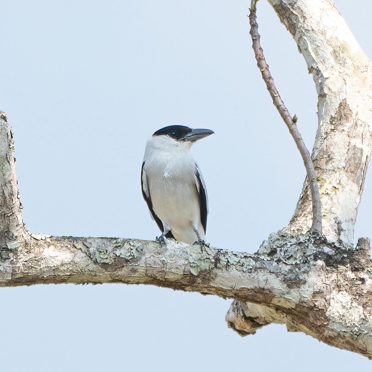 Black-crowned Tityra - ML338277361