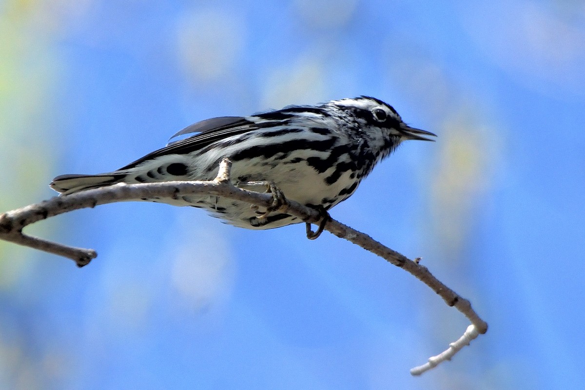 Black-and-white Warbler - ML338277401
