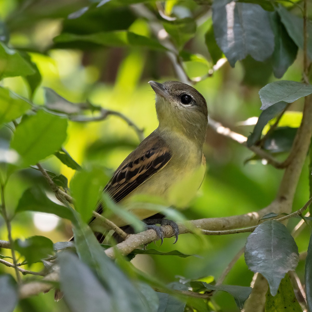 White-winged Becard - ML338277611