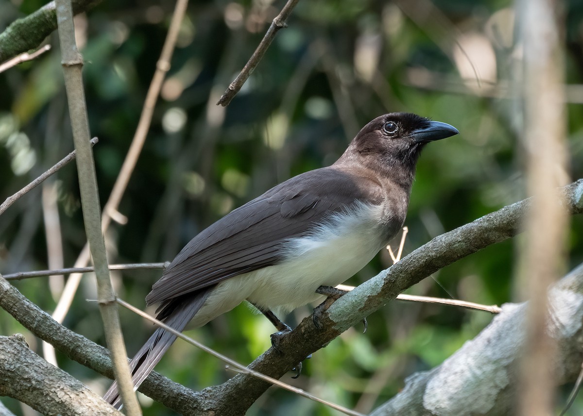 Brown Jay - ML338277791