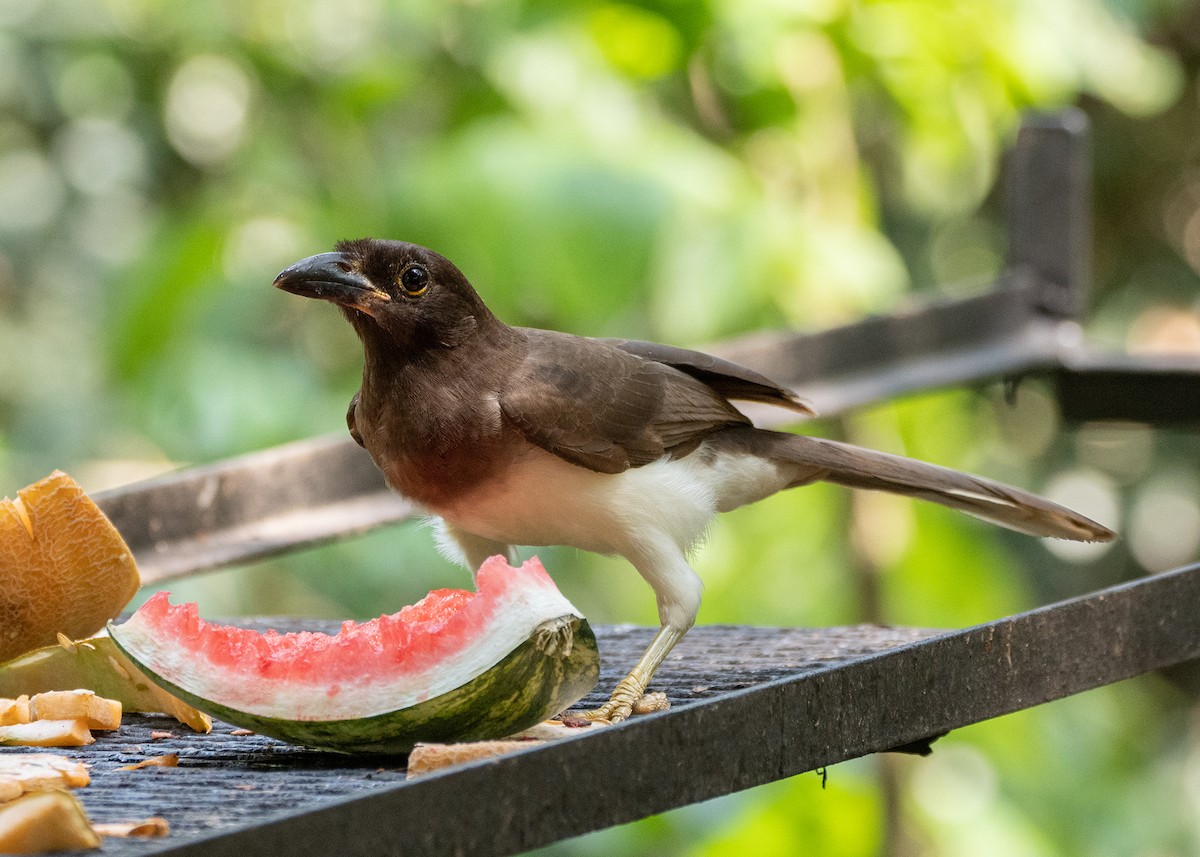 Brown Jay - ML338277811