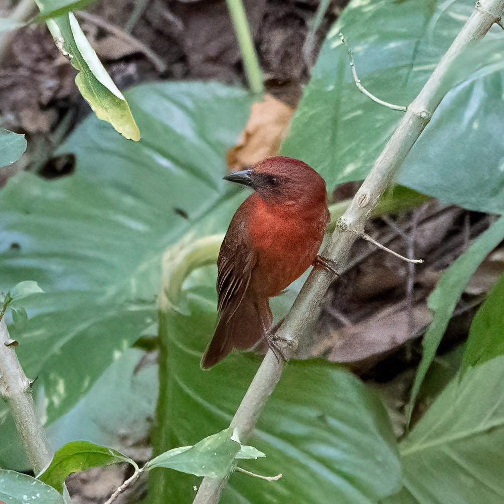 Red-throated Ant-Tanager - ML338277911