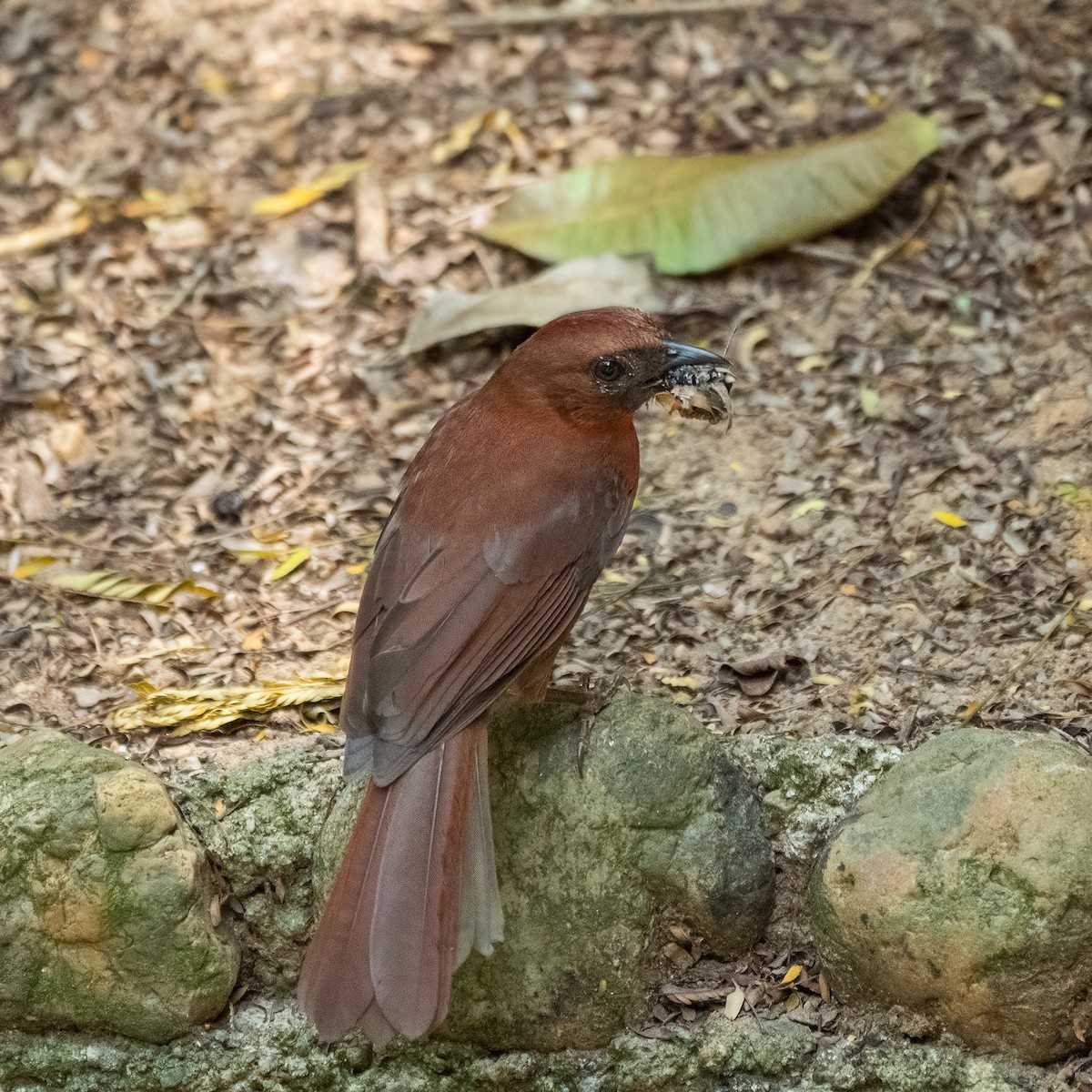 Red-throated Ant-Tanager - ML338278121