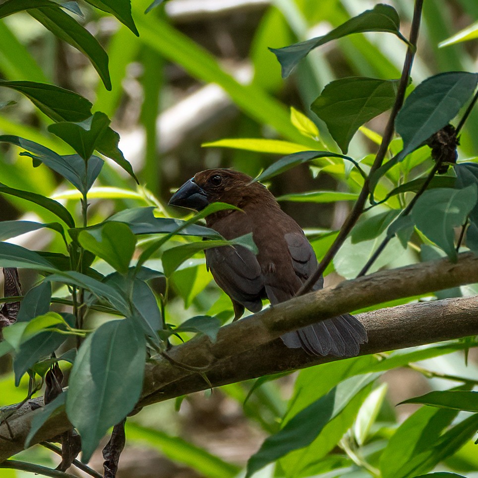 Blue-black Grosbeak - ML338278201