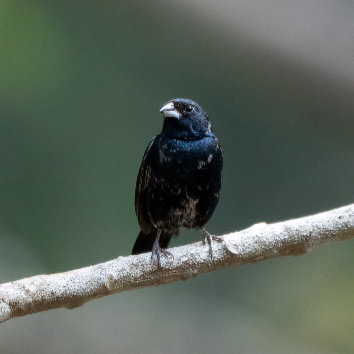 Blue-black Grassquit - ML338278261
