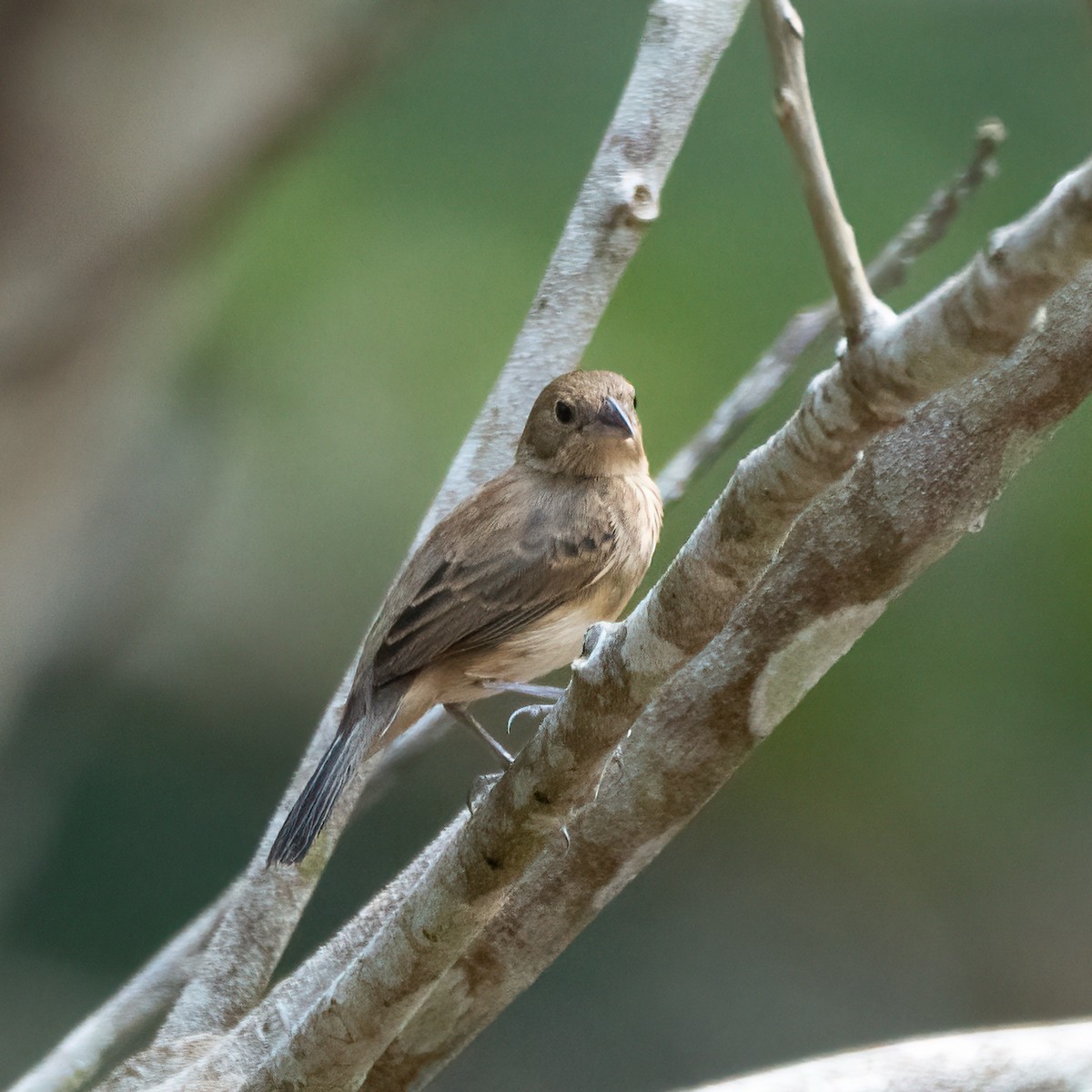 Blue-black Grassquit - ML338278291