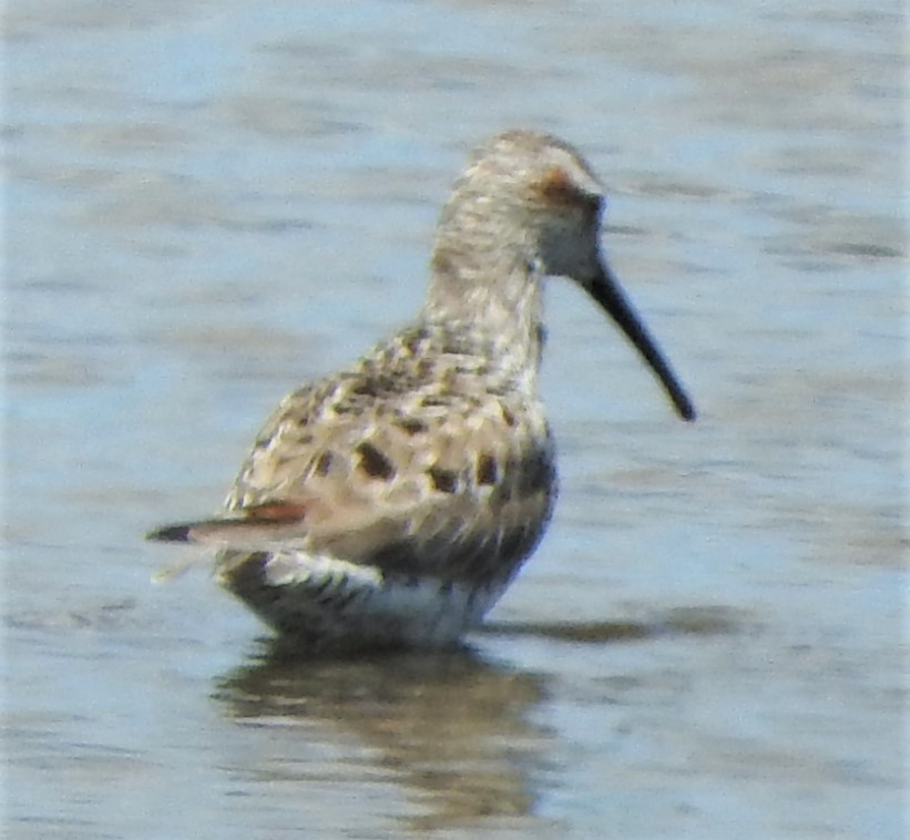 Stilt Sandpiper - ML338279091