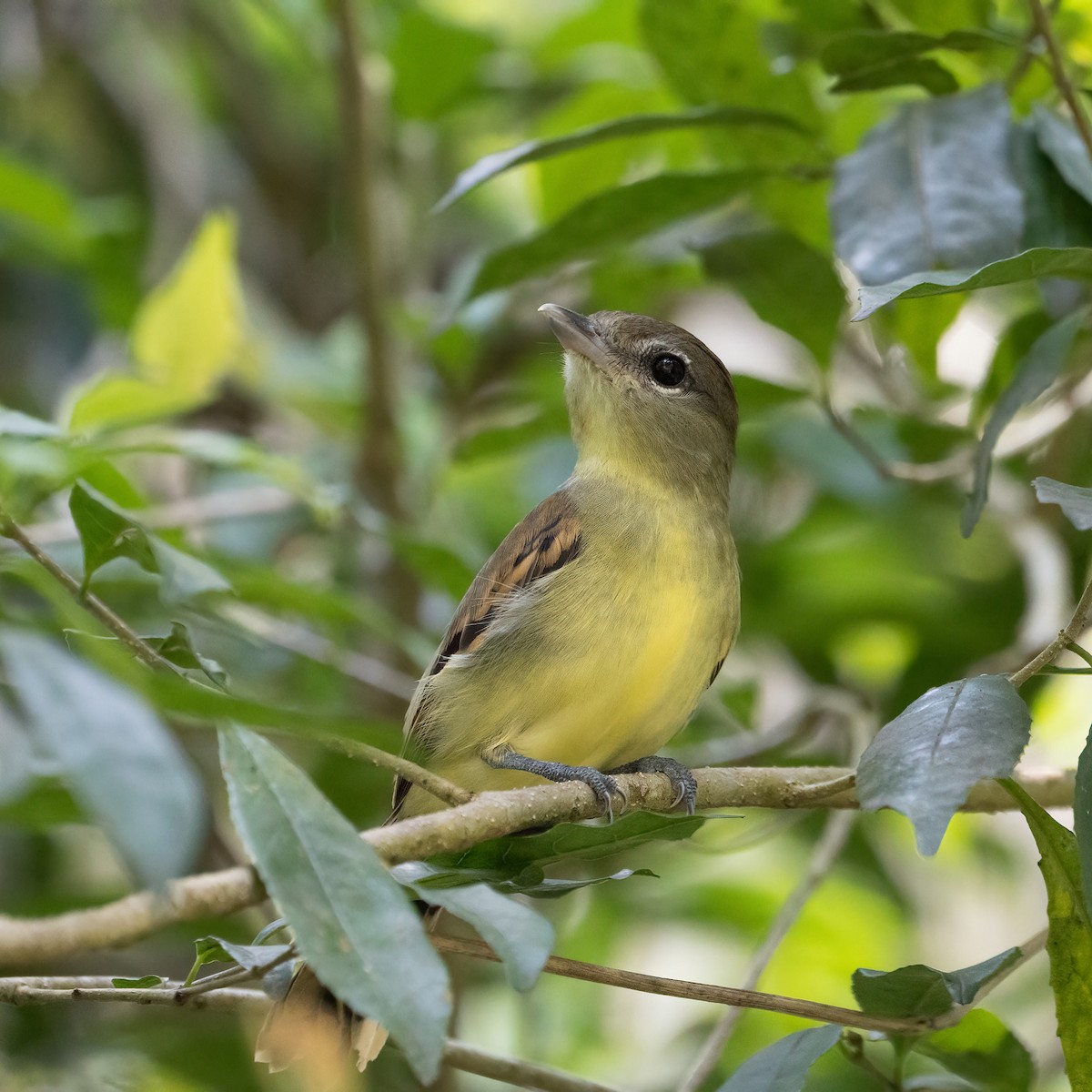 White-winged Becard - ML338279161