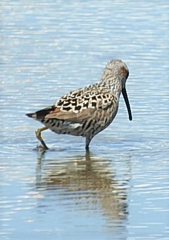 Stilt Sandpiper - ML338279211