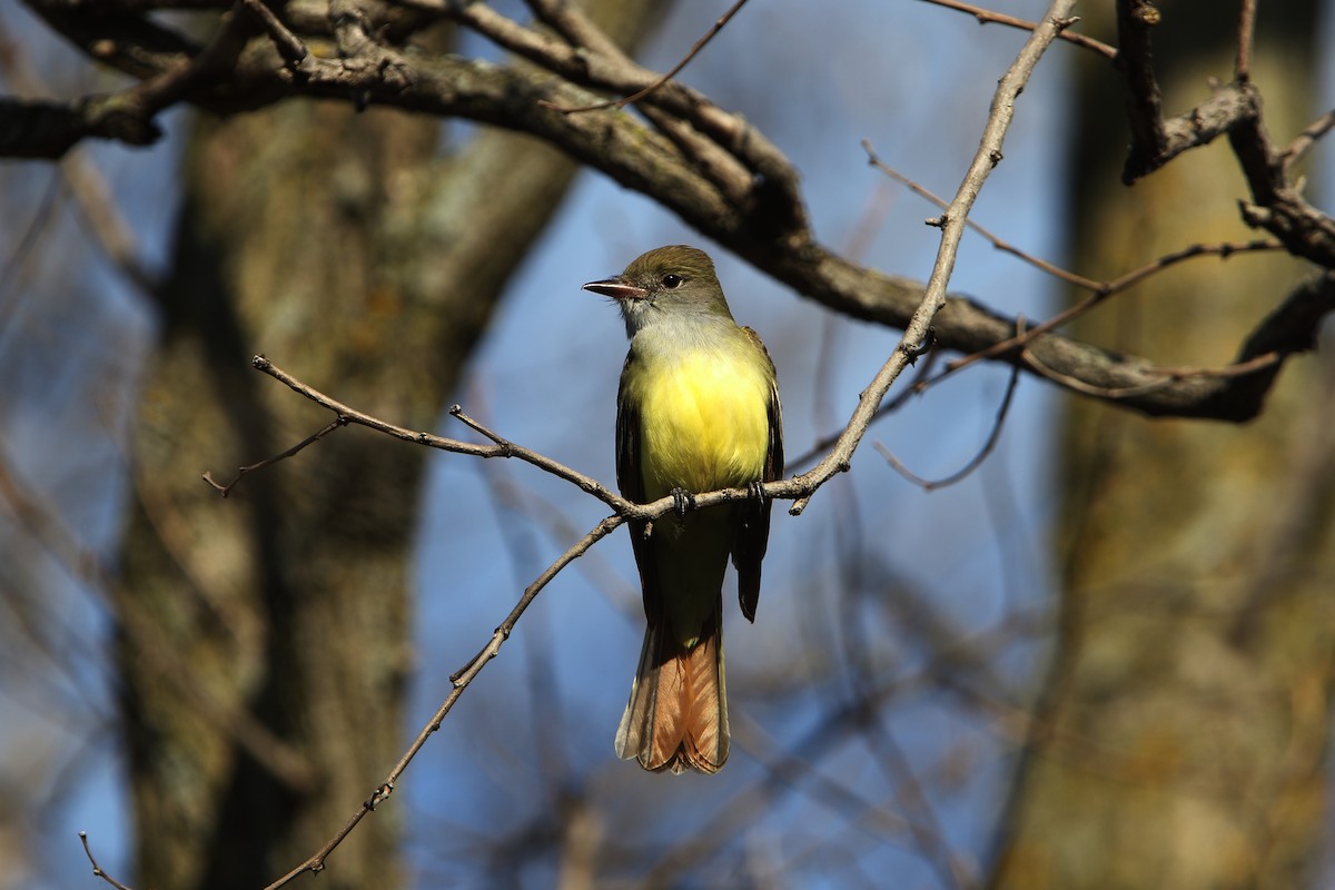 Great Crested Flycatcher - Gang Wu