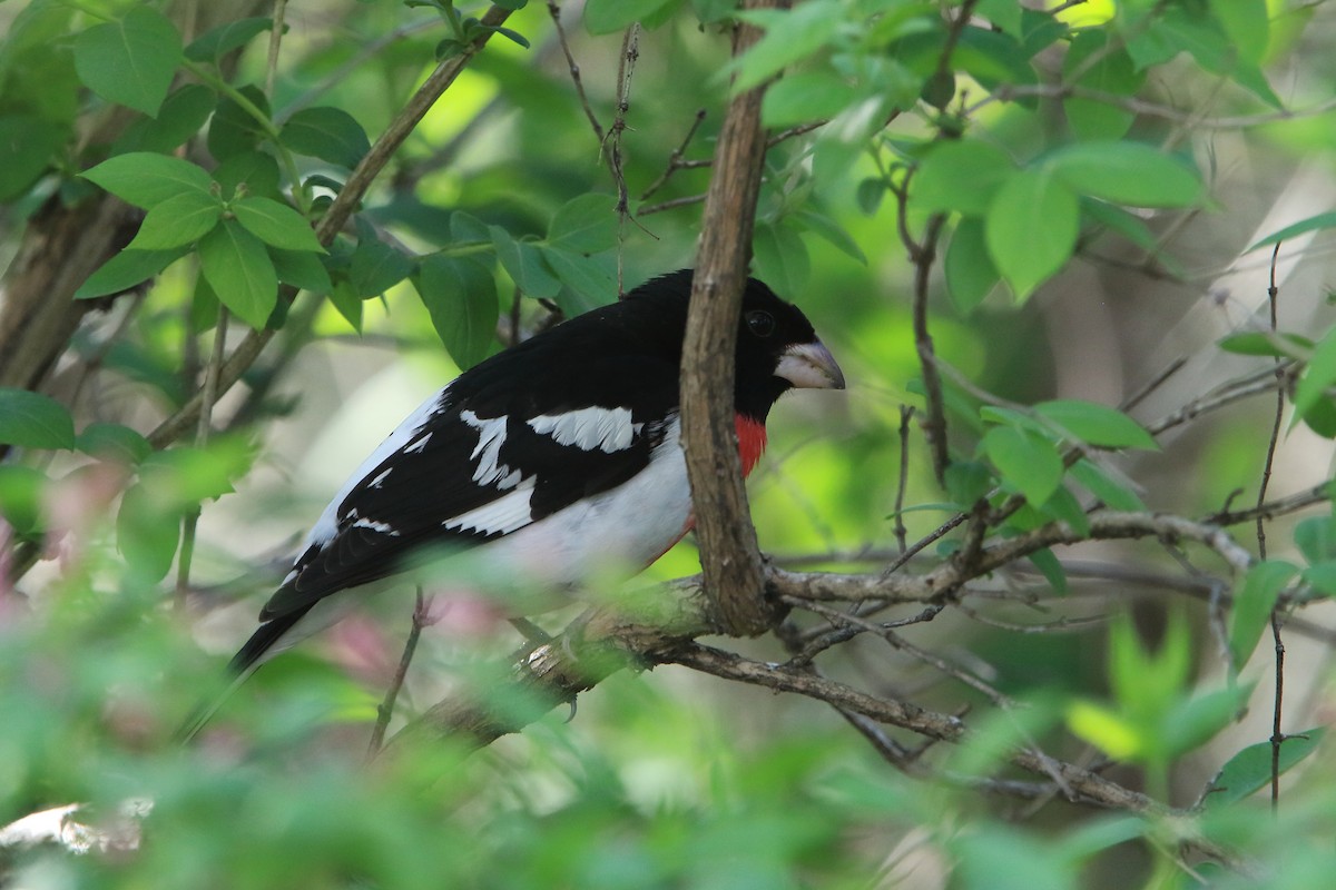 Rose-breasted Grosbeak - ML338280161