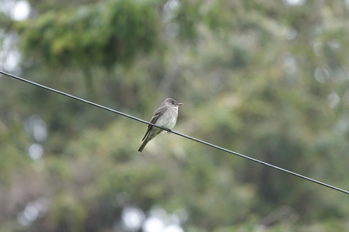 Western Wood-Pewee - ML338281421