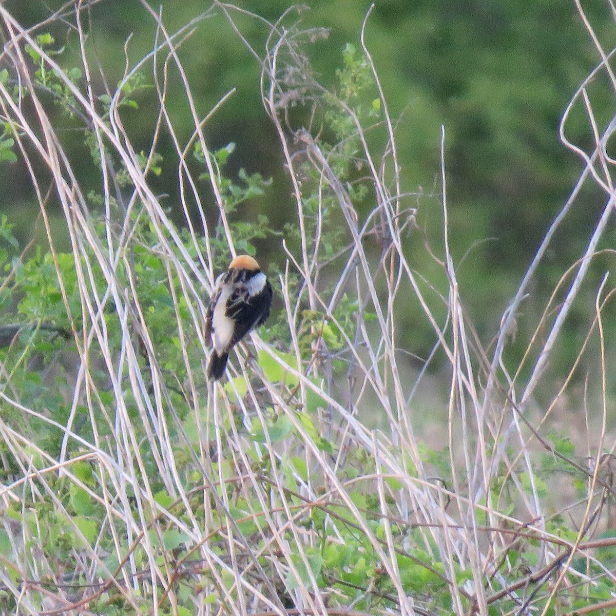 bobolink americký - ML338282791