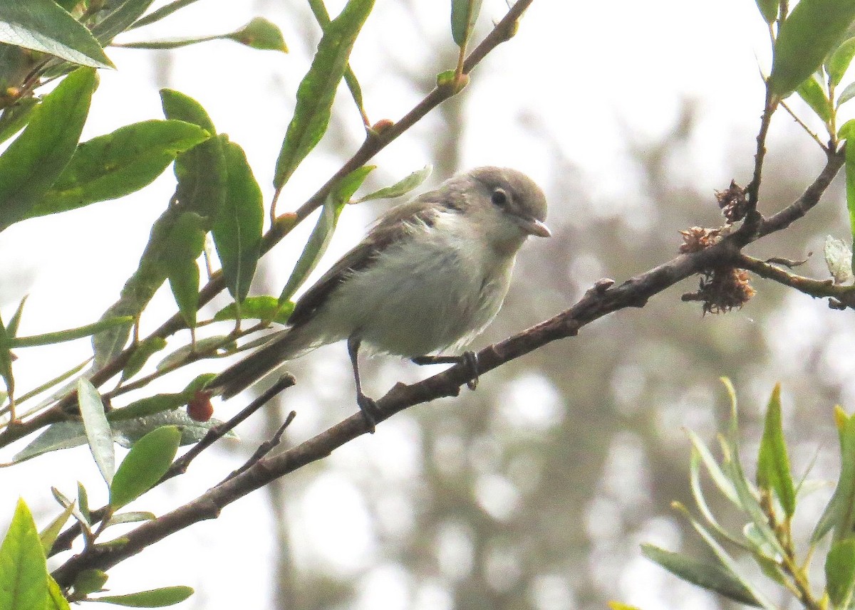 Bell's Vireo (Least) - ML33828441