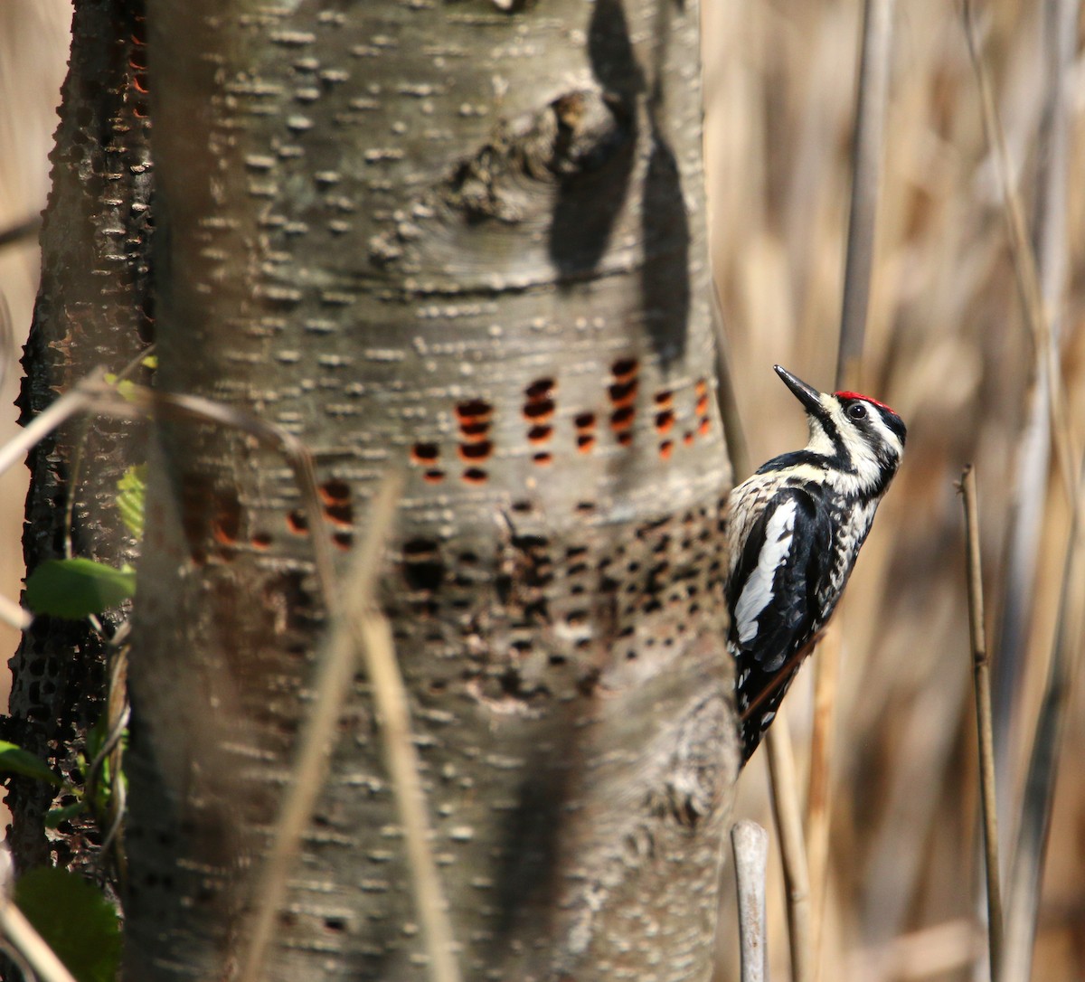 Yellow-bellied Sapsucker - ML338286201