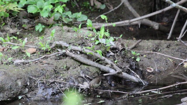 Northern Waterthrush - ML338286581