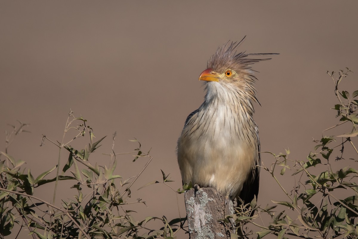 Guira Cuckoo - ML338287731