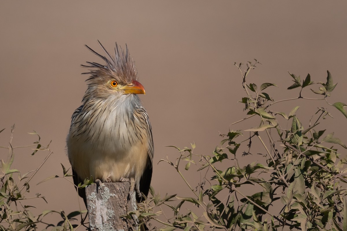 Guira Cuckoo - ML338287761