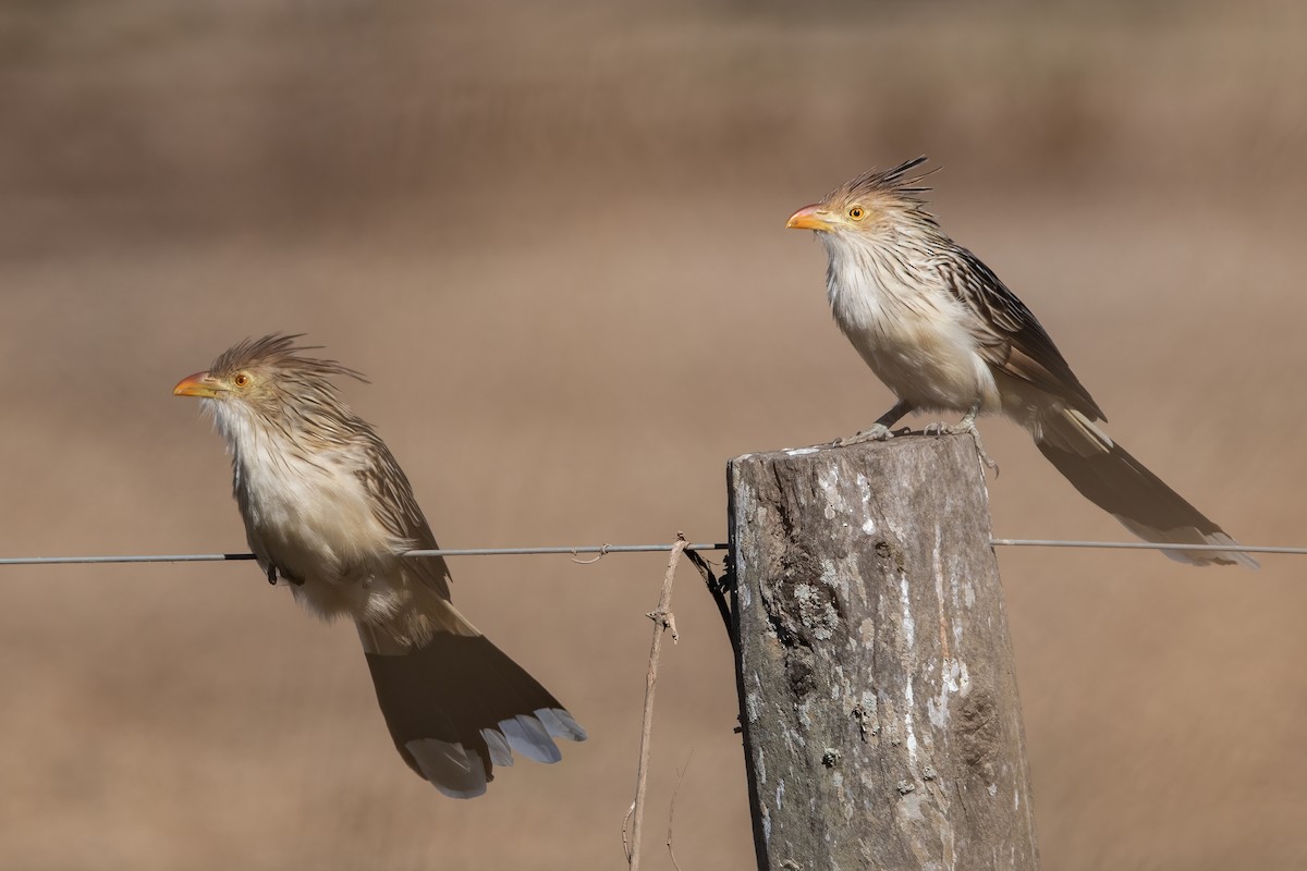 Guira Cuckoo - ML338287811