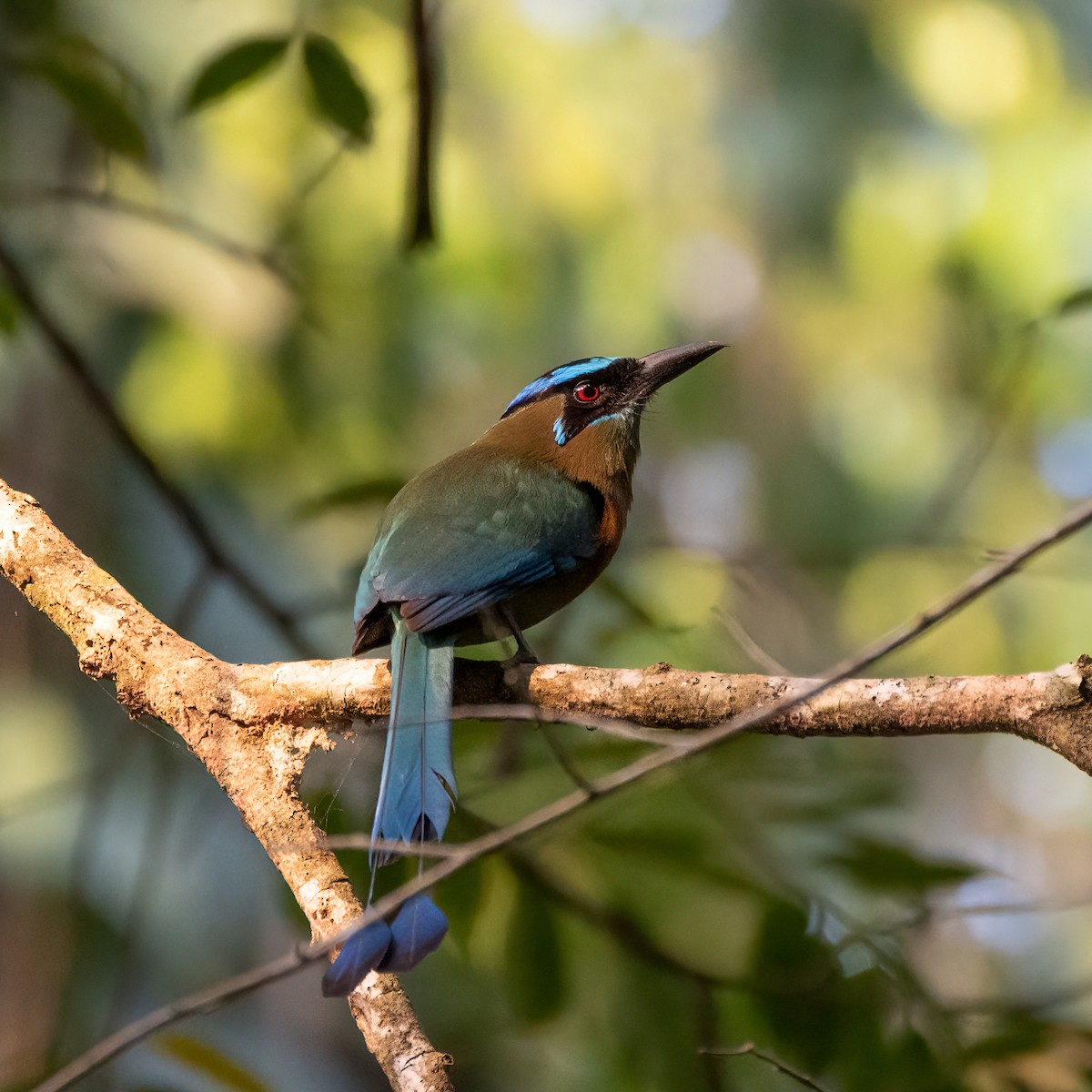 Lesson's Motmot - ML338288811