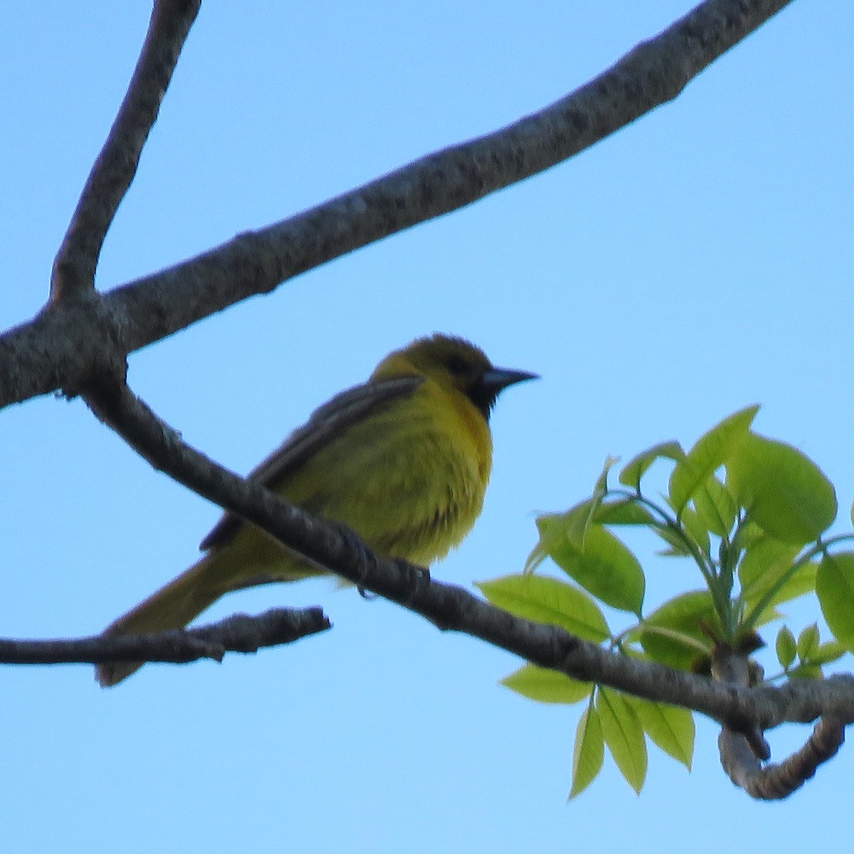 Orchard Oriole - ML338289071