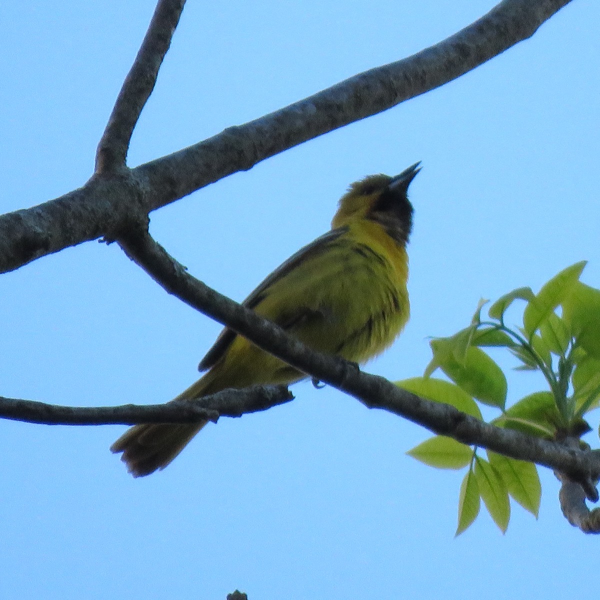 Orchard Oriole - ML338289101