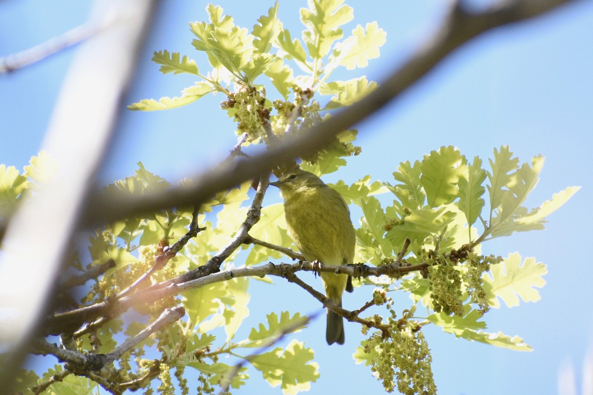 Orange-crowned Warbler - ML338289391