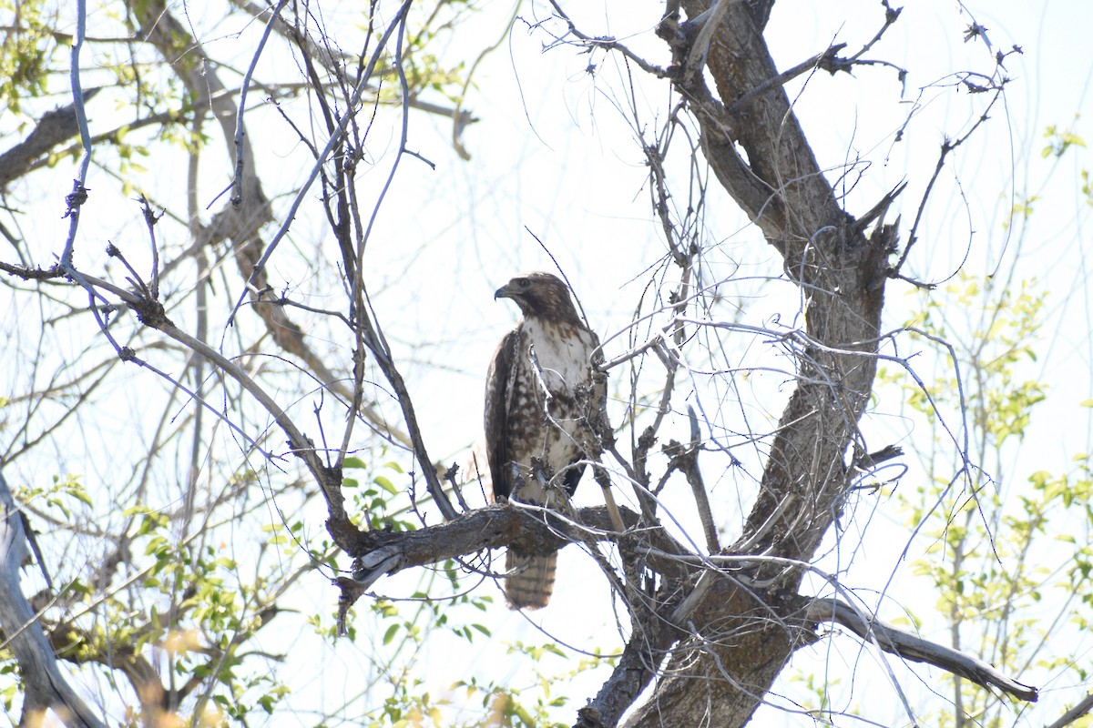 Red-tailed Hawk - ML338289551